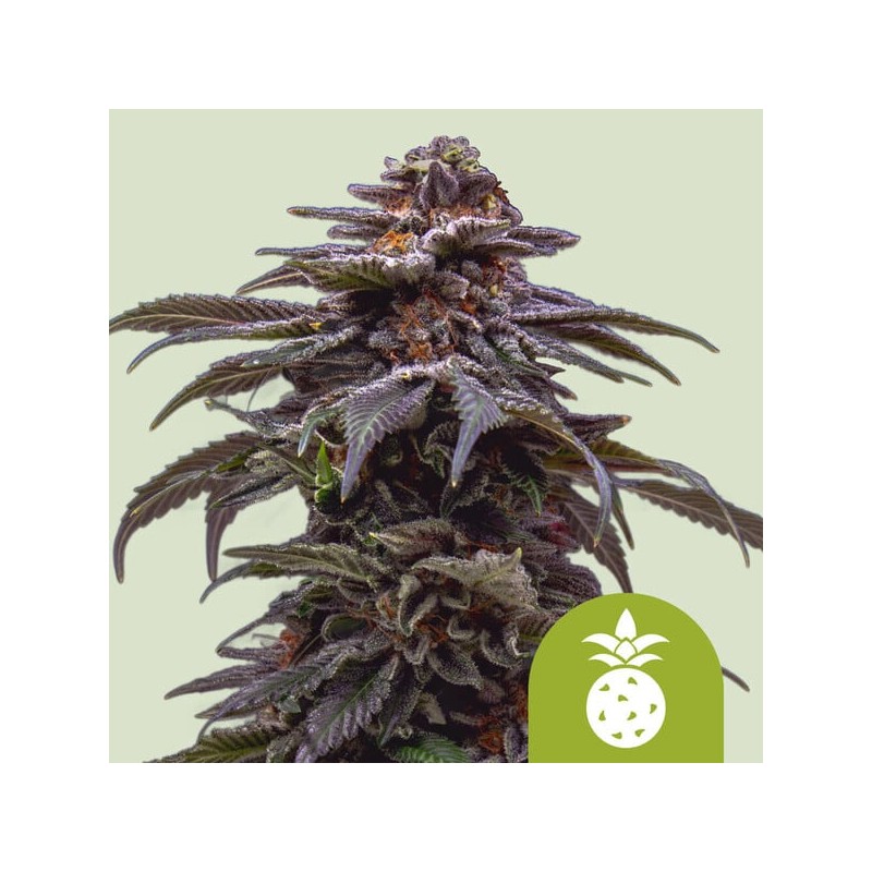 TROPICANA COOKIES PURPLE AUTO · Royal Queen Seeds · sementes de maconha · AutoFem