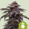 TROPICANA COOKIES PURPLE AUTO · Royal Queen Seeds · kaufen cannabis samen · AutoFem