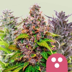 FEMINIZED MIX · Royal Queen Seeds · cannabis samen · Fem