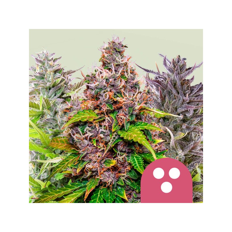 FEMINIZED MIX · Royal Queen Seeds · kenevir tohum · Disi · Fem