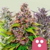 FEMINIZED MIX · Royal Queen Seeds · sementes de maconha · Fem