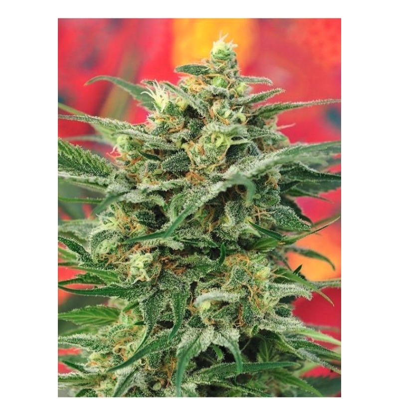 8 MILES HIGH · Mandala Seeds · sementes de maconha · Reg