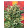 8 MILES HIGH · Mandala Seeds · sementes de maconha · Reg