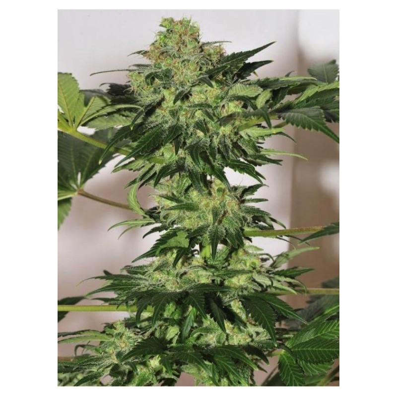 BEYOND THE BRAIN  · Mandala Seeds ·  sementes de maconha - Reg