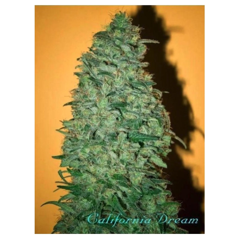 CALIFORNIA DREAM · sementes de maconha · Fem