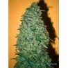 CALIFORNIA DREAM · sementes de maconha · Fem