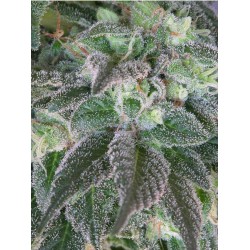 HASHBERRY · Mandala Seeds · sementes de maconha - Reg