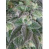 HASHBERRY · Mandala Seeds · sementes de maconha - Reg