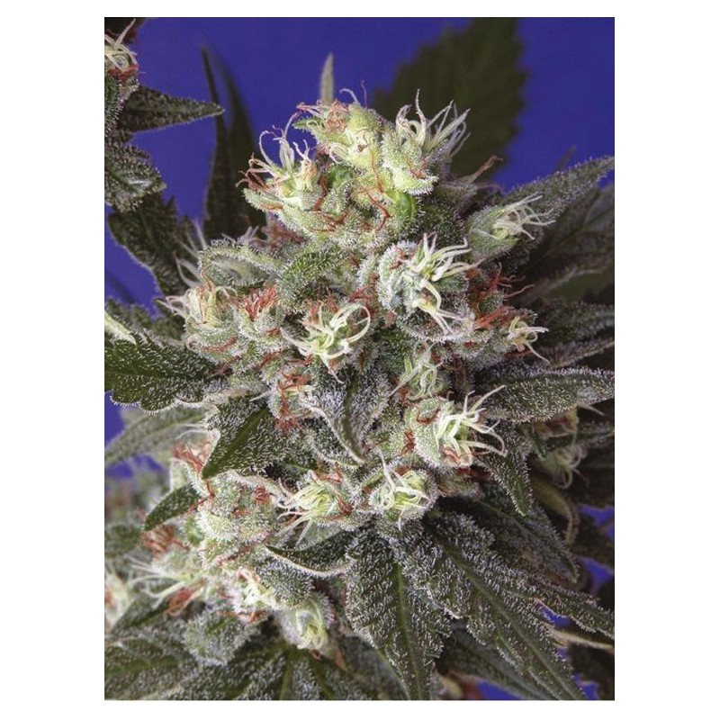 KALICHAKRA · sementes de maconha · Reg