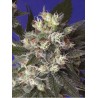 KALICHAKRA · cannabis samen · Reg