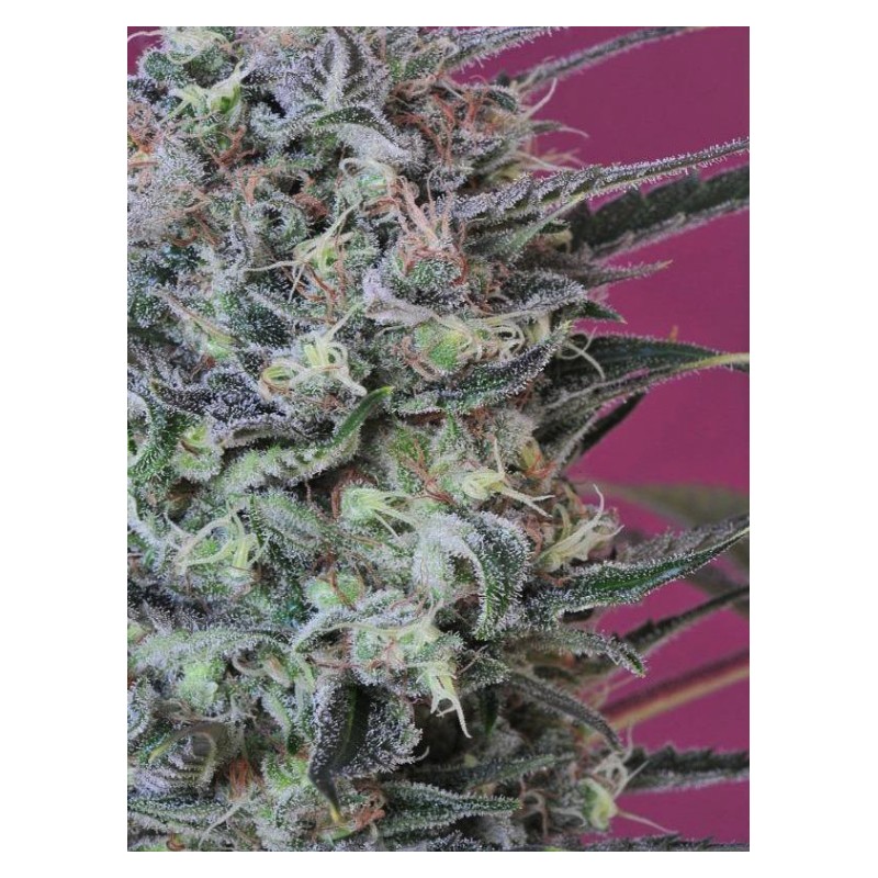 KRYSTALICA · Mandala Seeds · cannabis samen · Reg