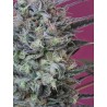 KRYSTALICA · Mandala Seeds · sementes de maconha · Reg