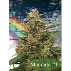 MANDALA I · sementes de...