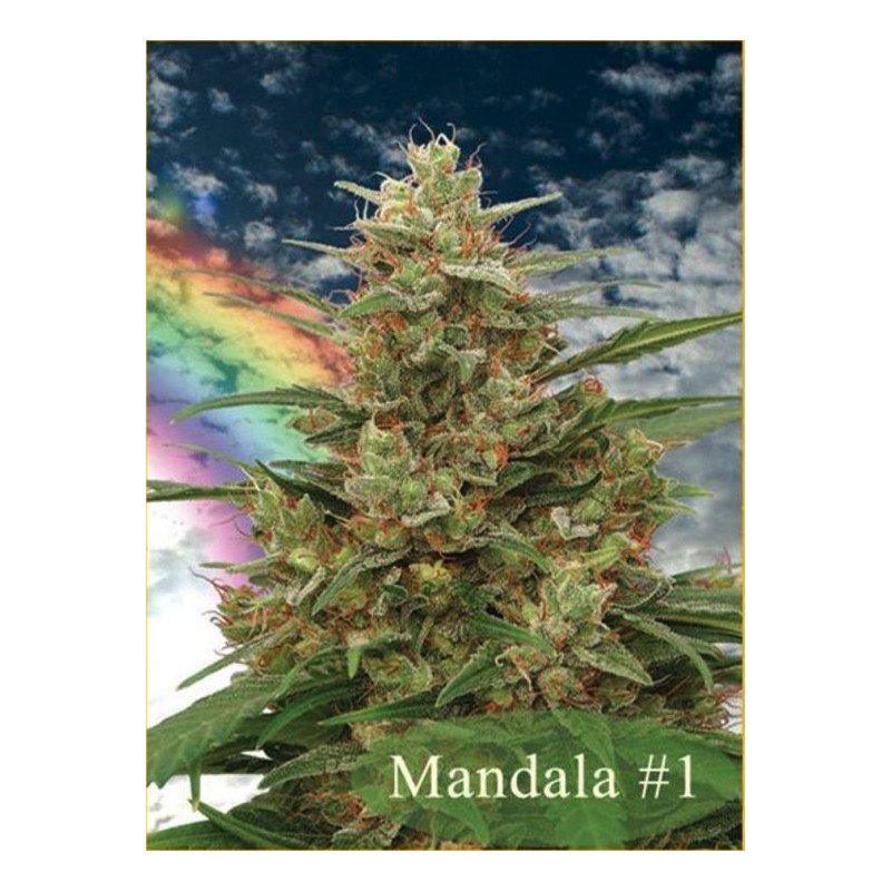 MANDALA I · sementes de maconha · Reg