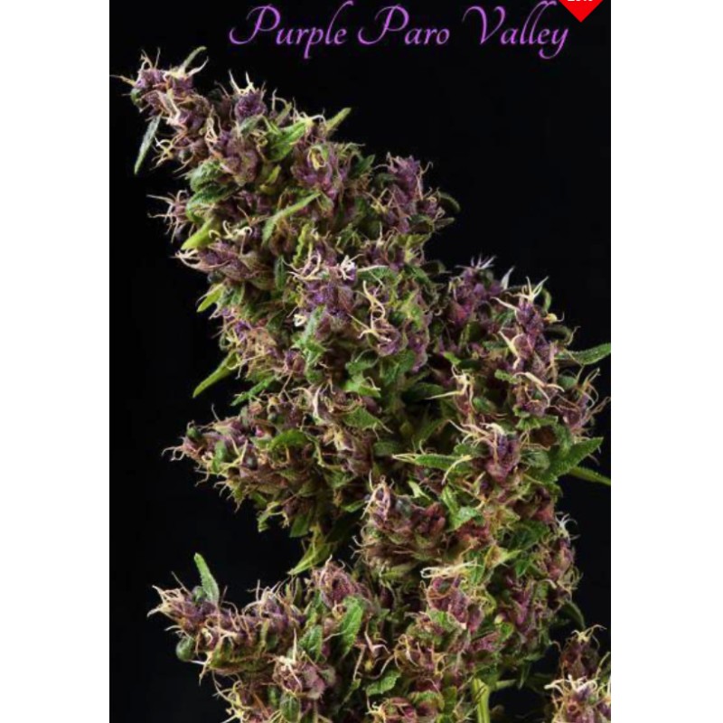 PURPLE PARO VALLEY · Mandala Seeds · sementes de maconha · Fem