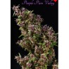 PURPLE PARO VALLEY · Mandala Seeds · graines de cannabis · Fem