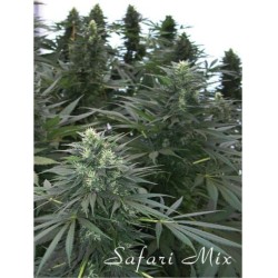 SAFARI MIX · sementes de...