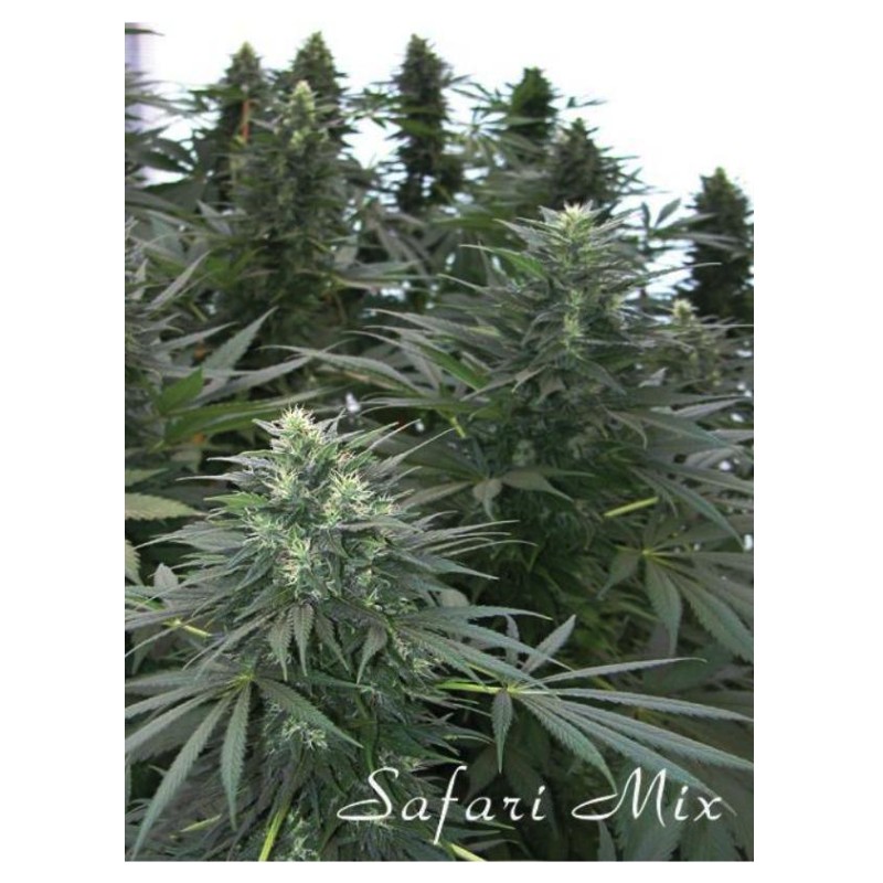 SAFARI MIX · sementes de maconha · Reg