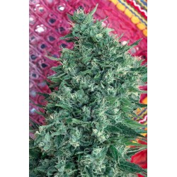 SATORI · Mandala Seeds · graines de cannabis · Reg