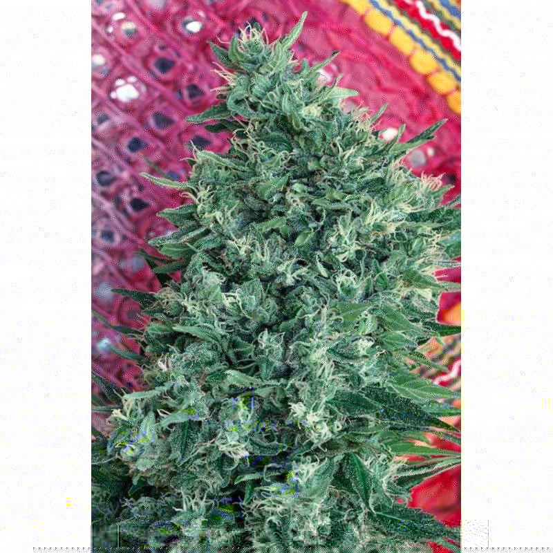 SATORI · Mandala Seeds · sementes de maconha · Reg