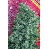 SATORI · Mandala Seeds · sementes de maconha · Reg