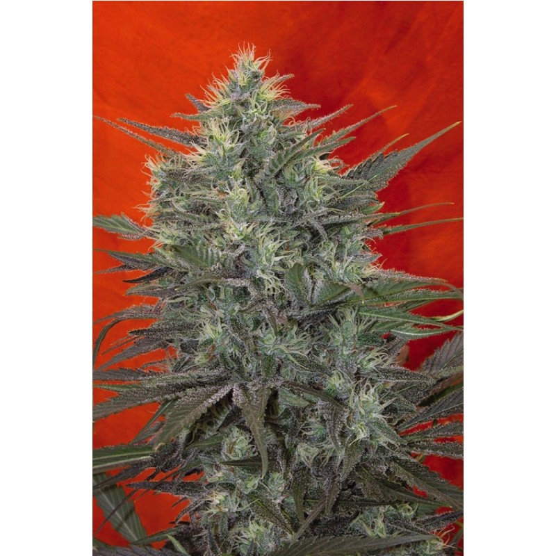 SATORI · Mandala Seeds · cannabis samen · Fem