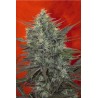 SATORI · Mandala Seeds · sementes de maconha · Fem