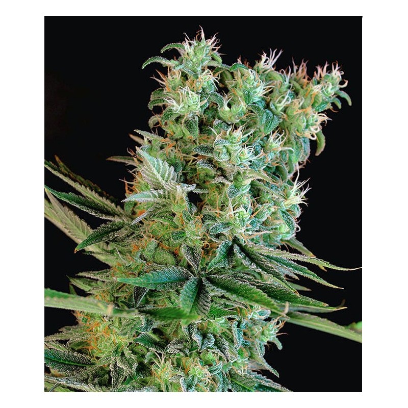 AMNESIA BILBO · Genehtik · cannabis seeds · Fem