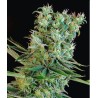 AMNESIA BILBO · Genehtik · cannabis seeds · Fem
