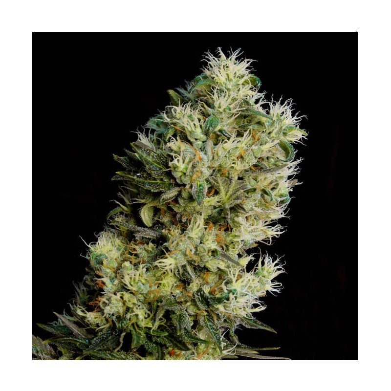 AMNESIA BILBO AUTO · Genehtik · graines de cannabis · AutoFem