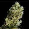 AMNESIA BILBO AUTO · Genehtik · graines de cannabis · AutoFem