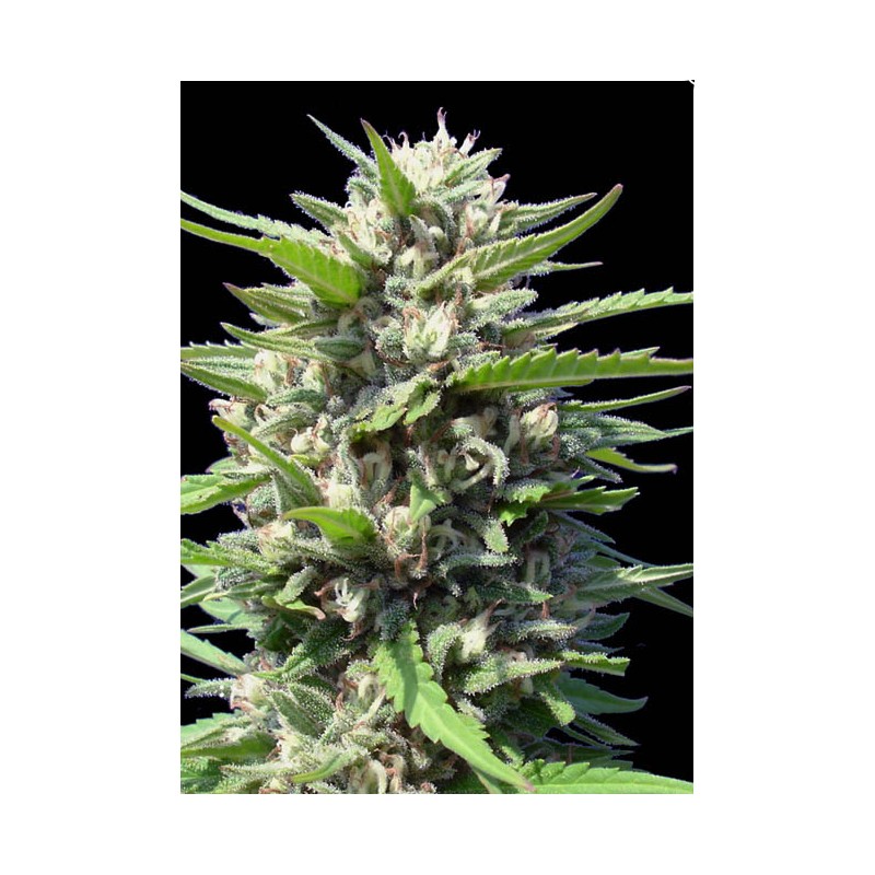 AUTO NORTHERN LIGHTS · Genehtik · graines de cannabis · Auto Fem