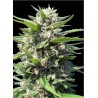 AUTO NORTHERN LIGHTS · Genehtik · graines de cannabis · Auto Fem