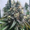 AUTO STRAWBILBO BANANA · Genehtik · kenevir tohum · Disi · Auto Fem