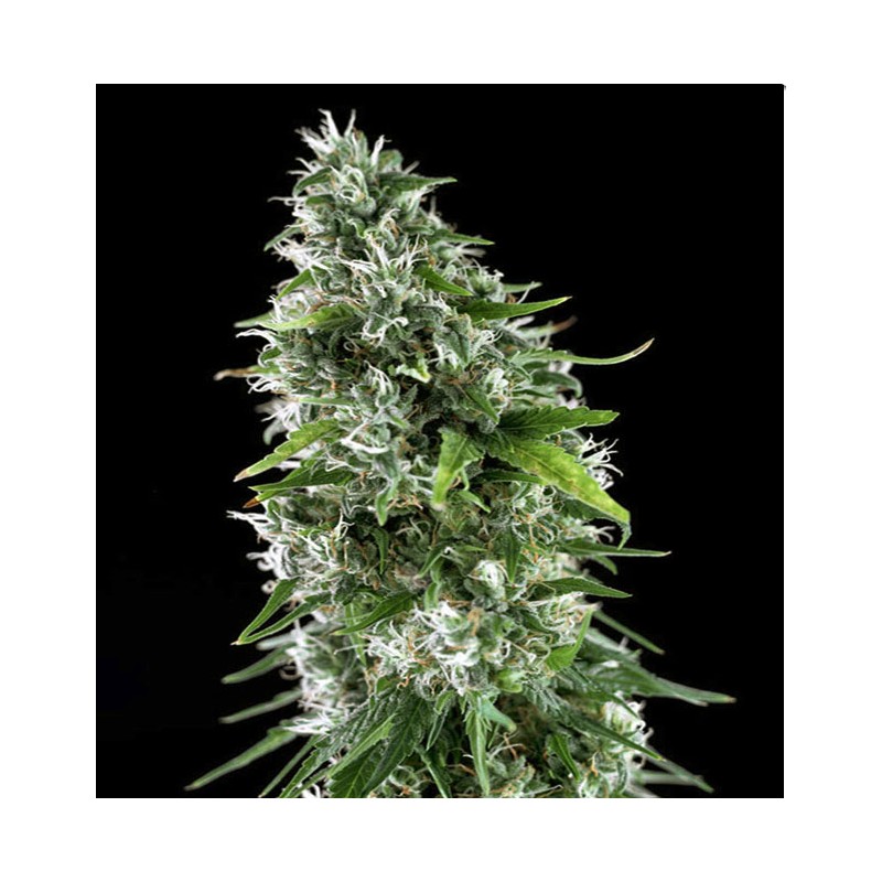 KRITIKAL BILBO x AK-47 · Genehtik · graines de cannabis · Fem