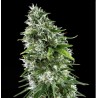 KRITIKAL BILBO x AK-47 · Genehtik · graines de cannabis · Fem