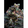 KRITIKAL BILBO · Genehtik · graines de cannabis · Fem