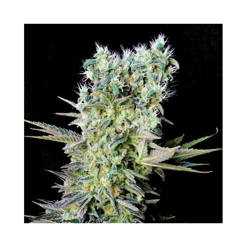NORTHERN LIGHTS X · Genehtik · sementes de maconha · Fem