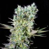 NORTHERN LIGHTS X · Genehtik · kaufen cannabis samen · Fem