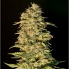 OG LEMON BILBO · Genehtik · graines de cannabis · Fem