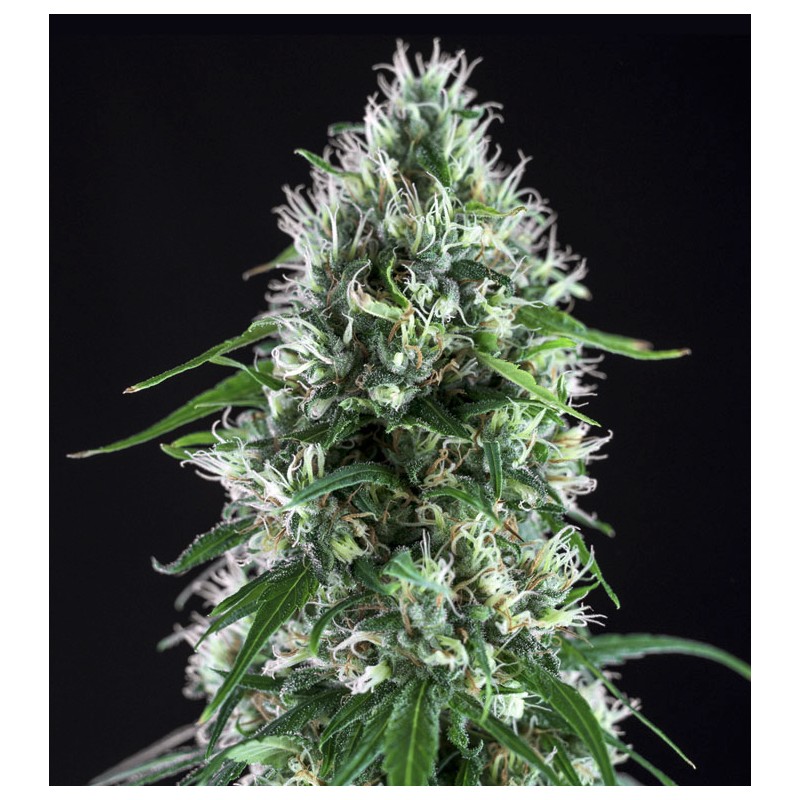 SUPER SILVER BILBO · Genehtik · kaufen cannabis samen · Fem