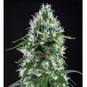 SUPER SILVER BILBO · Genehtik · kaufen cannabis samen · Fem