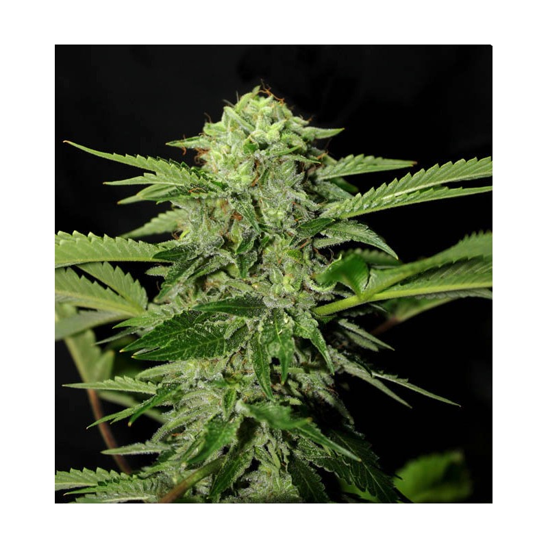 TXEES BILBO · Genehtik · cannabis seeds · Fem