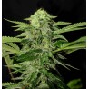 TXEES BILBO · Genehtik · cannabis seeds · Fem