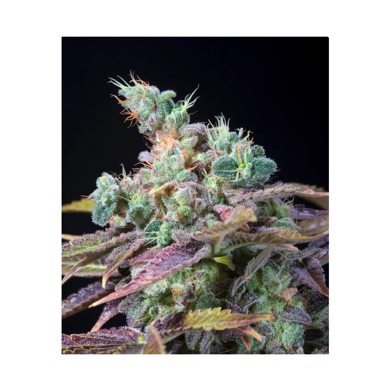 TXOMANGO · Genehtik · graines de cannabis · Fem