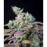 TXOMANGO · Genehtik · graines de cannabis · Fem