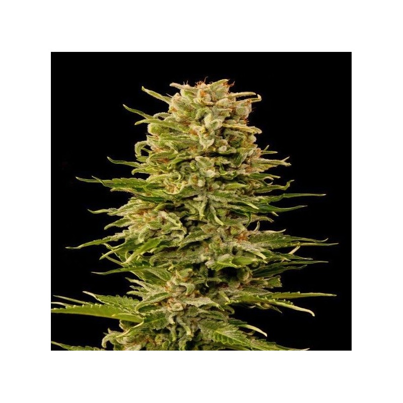 AUTO AK-47 · Grass O Matic Seeds · kaufen cannabis samen · Auto Fem