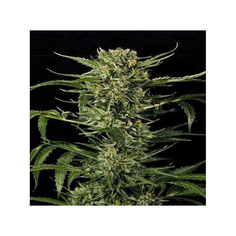 AUTO MASS · Grass O Matic Seeds · kaufen cannabis samen · Auto Fem