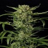 AUTO MASS · Grass O Matic Seeds · sementes de maconha · Auto Fem