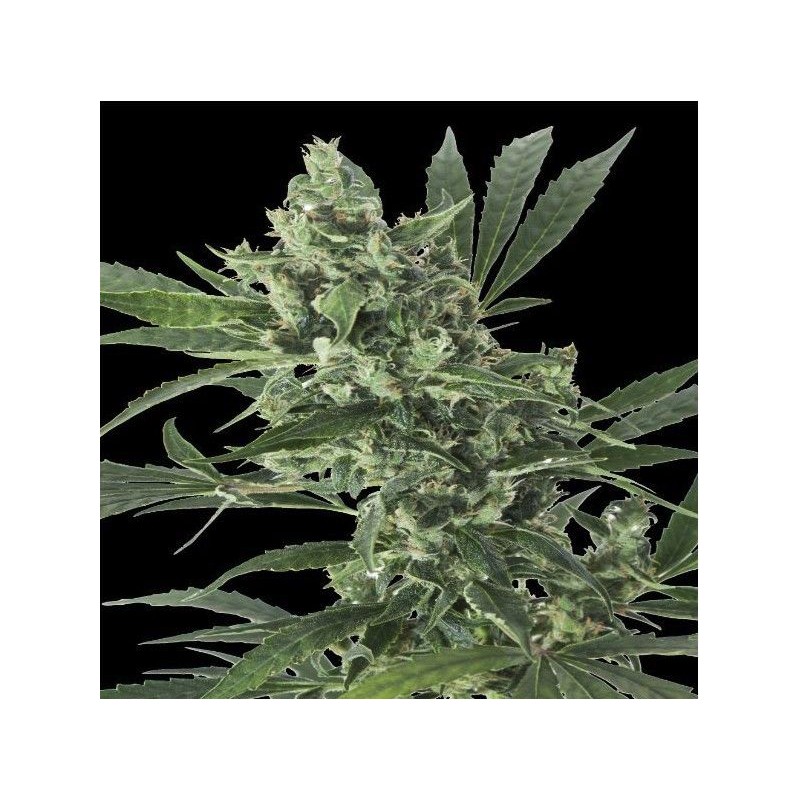 MED GOM 1.0 AUTO · Grass O Matic Seeds · cannabis samen · Auto Fem